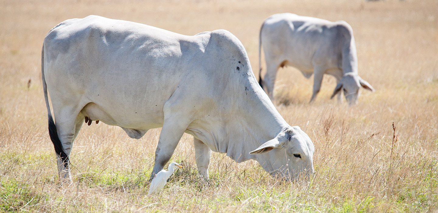Cattle