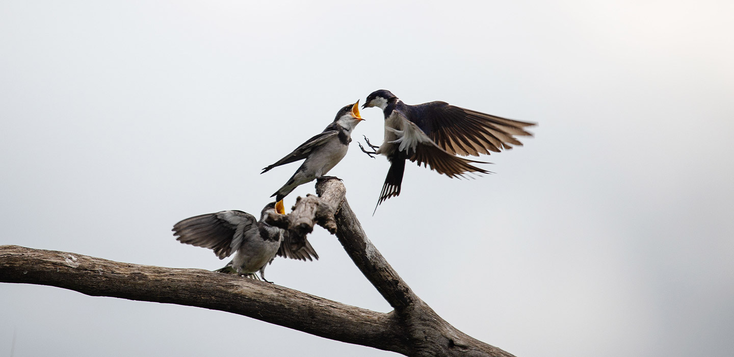 Swifts